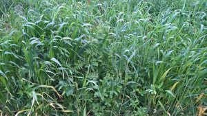 cover crop mix