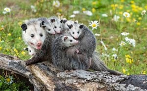 opossum farm