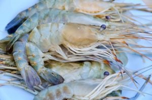 shrimp farming