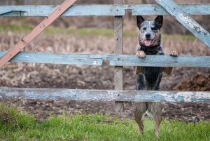 australian cattle dog