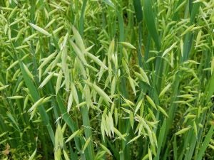 oat cover crop