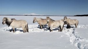 horses permafrost