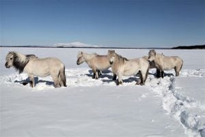 horses permafrost