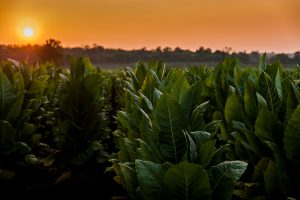 tobacco field