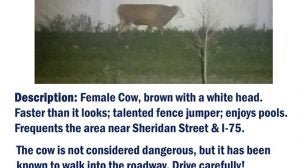 unknown cow