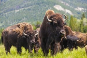 american-bison-herd
