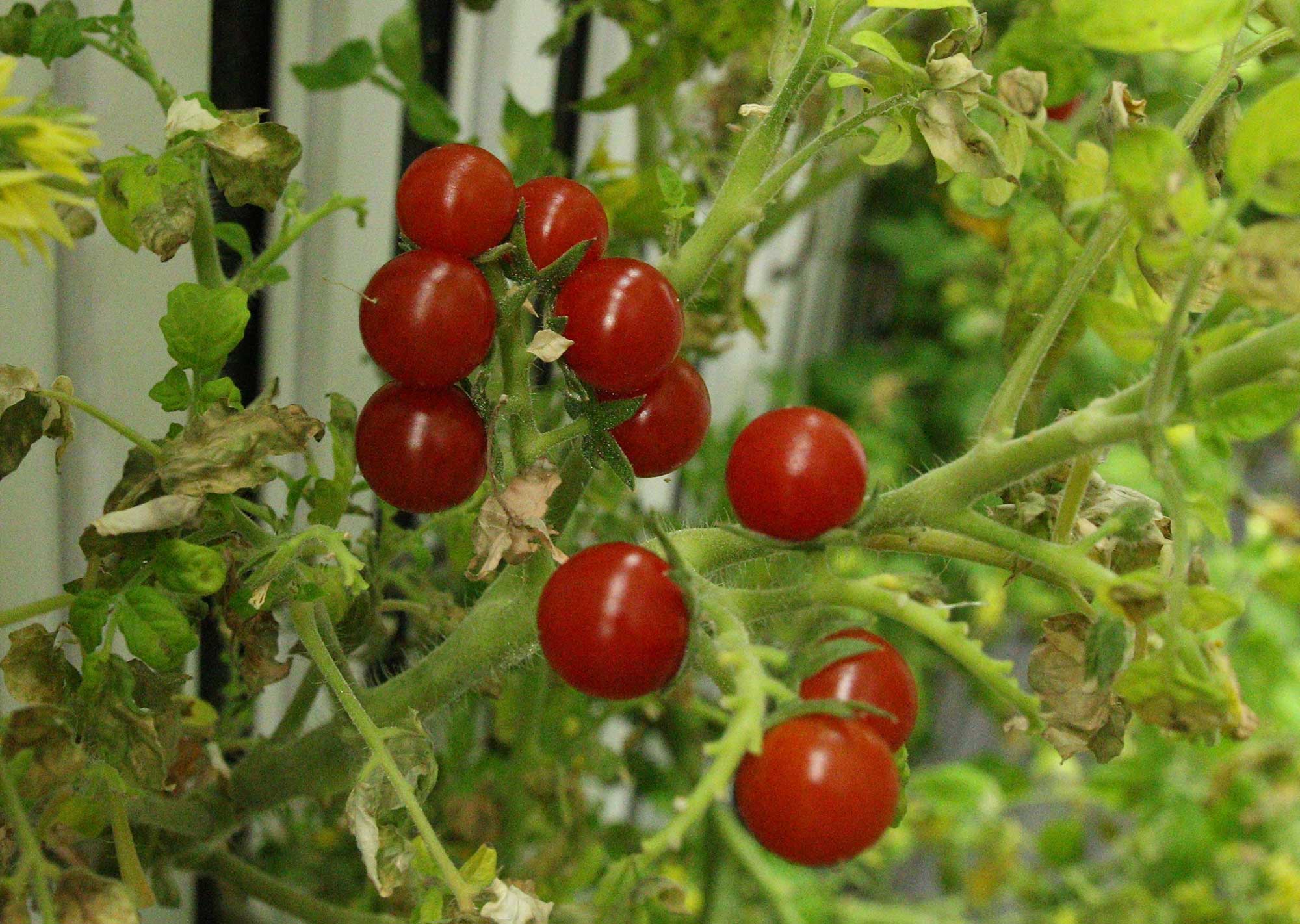 Freight Farms & gene-edited tomatoes in vertical hydroponics