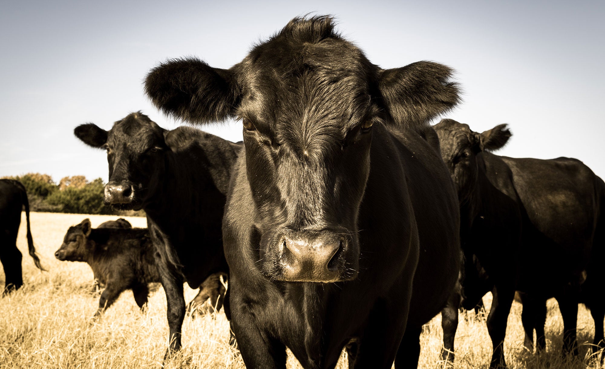 7 Facts About Black Angus Cattle Agdaily