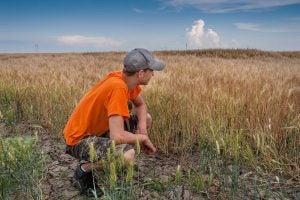 farmer wheat