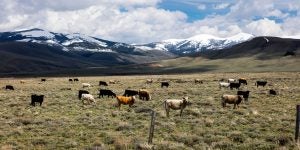 cattle montana