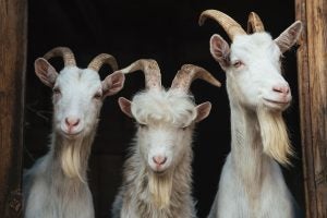 goat horns