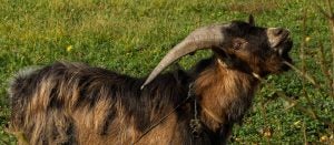 goat horns