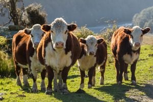 hereford cattle facts