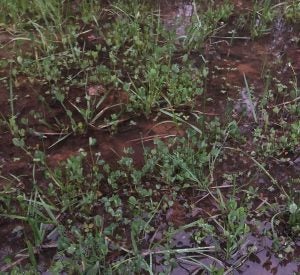 flooded clover