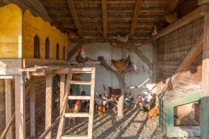 backyard chicken coop