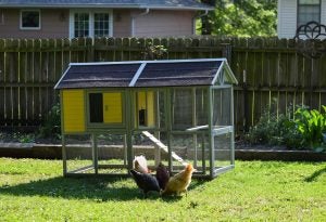 backyard chicken coop