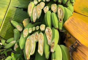 bananas pathogens