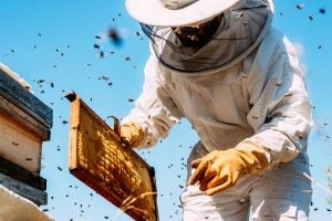 beekeeper hive