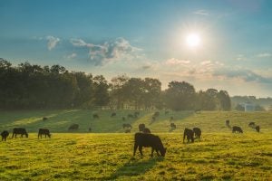 cattle pasture