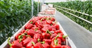 bell pepper harvest