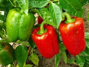 red green peppers