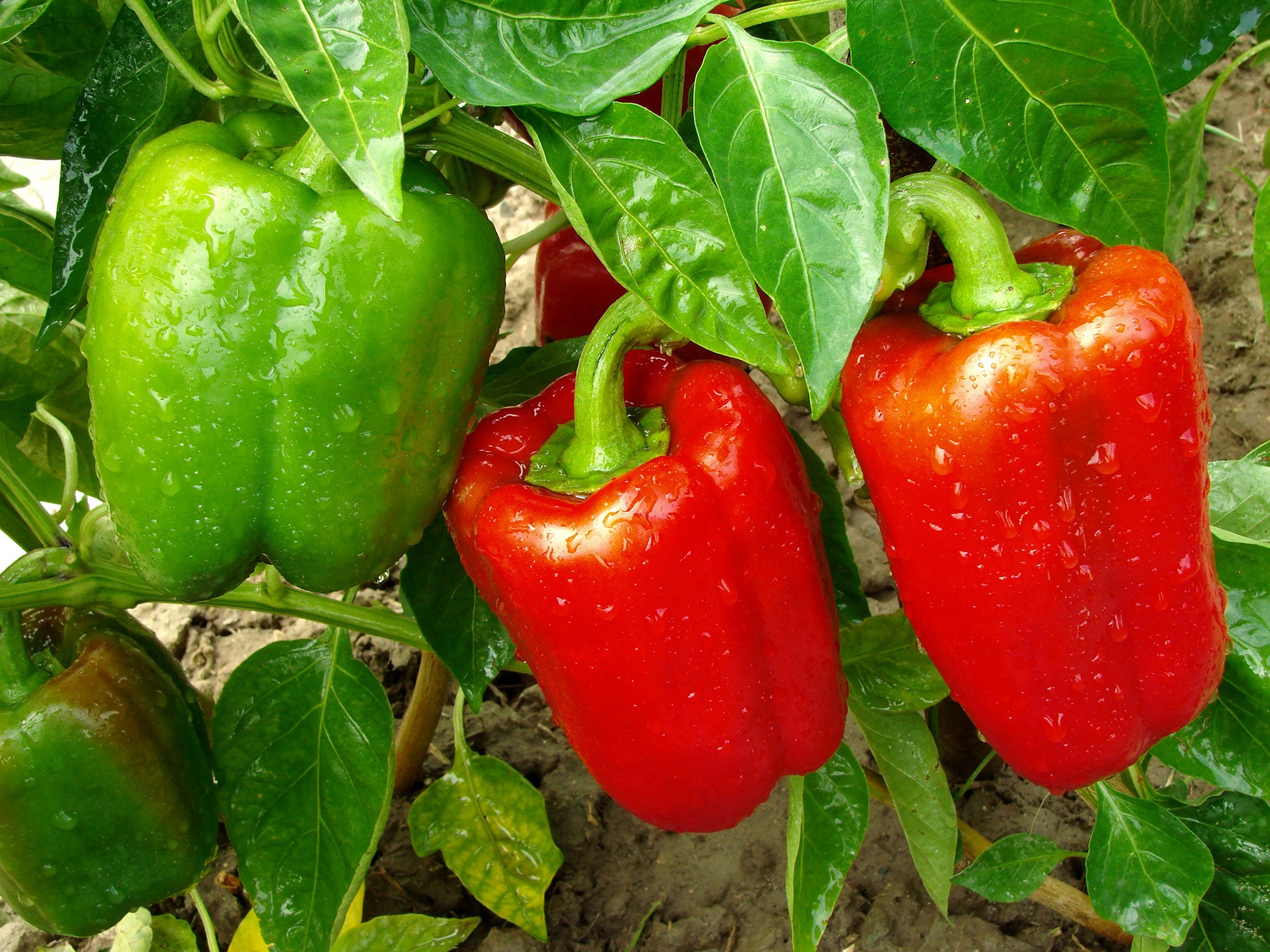 Are red and green peppers from same plant? AGDAILY