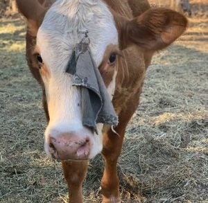 cattle antibiotics