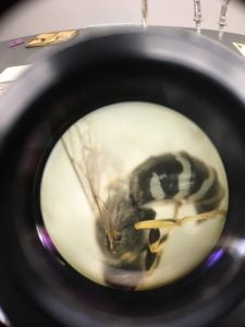 ground-nesting bees