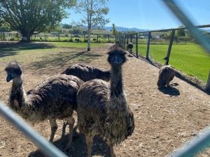 Wild-Rose-Emu-Ranch_08-Suzanne-Downing