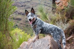 raza de perro de granja de ganado australiano