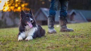 border collie