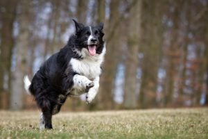 razza di cane da fattoria border collie