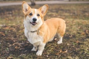 corgi race chien de ferme