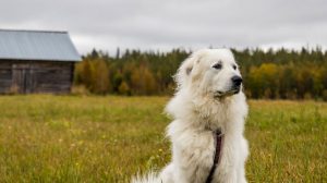 grande raça de cão de quinta dos Pirenéus