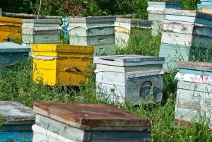 honey bee hives farm