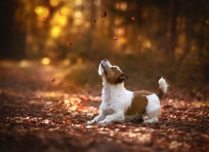 raza de perro de granja jack russell terrier