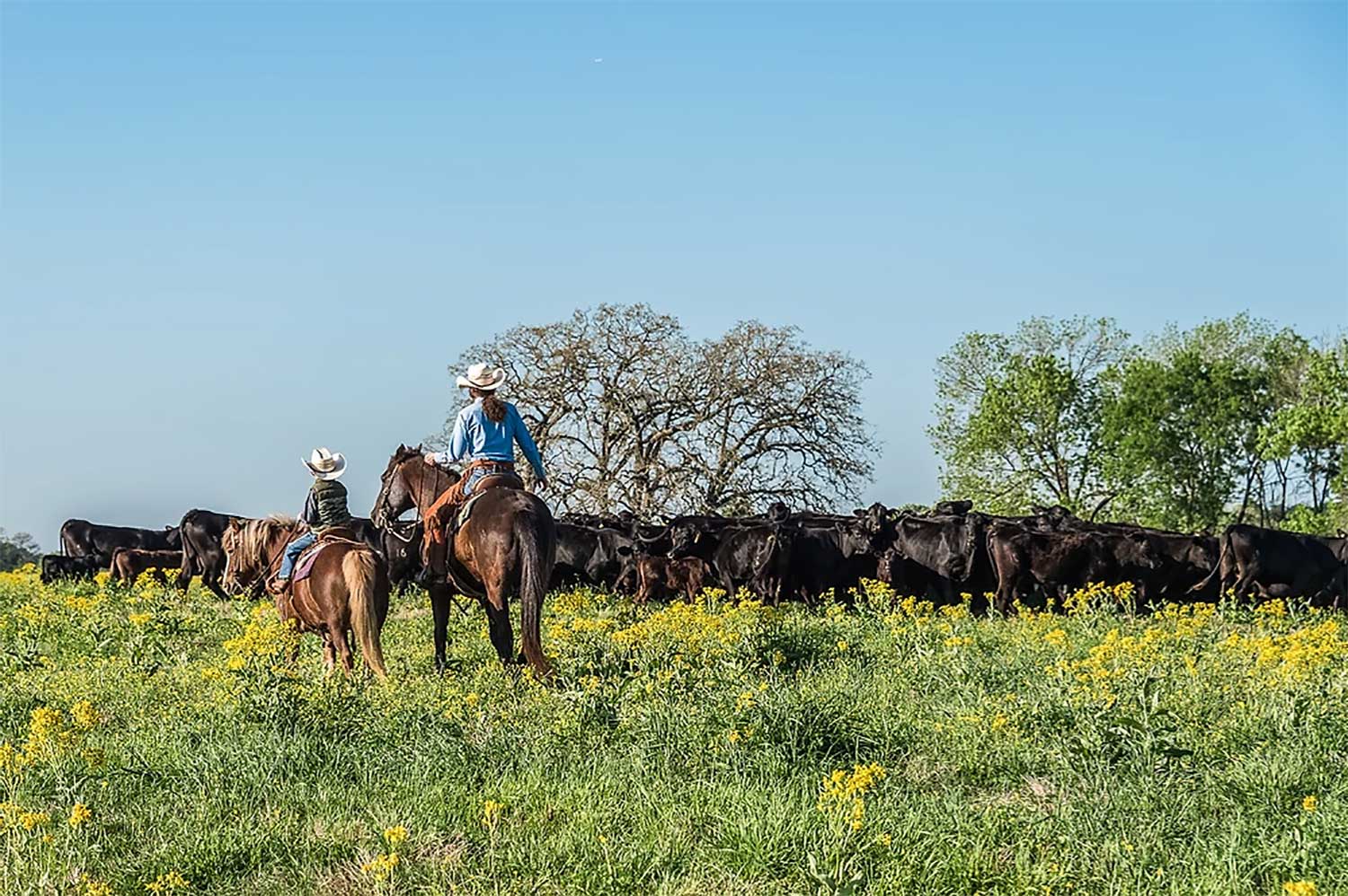 Texas ranch