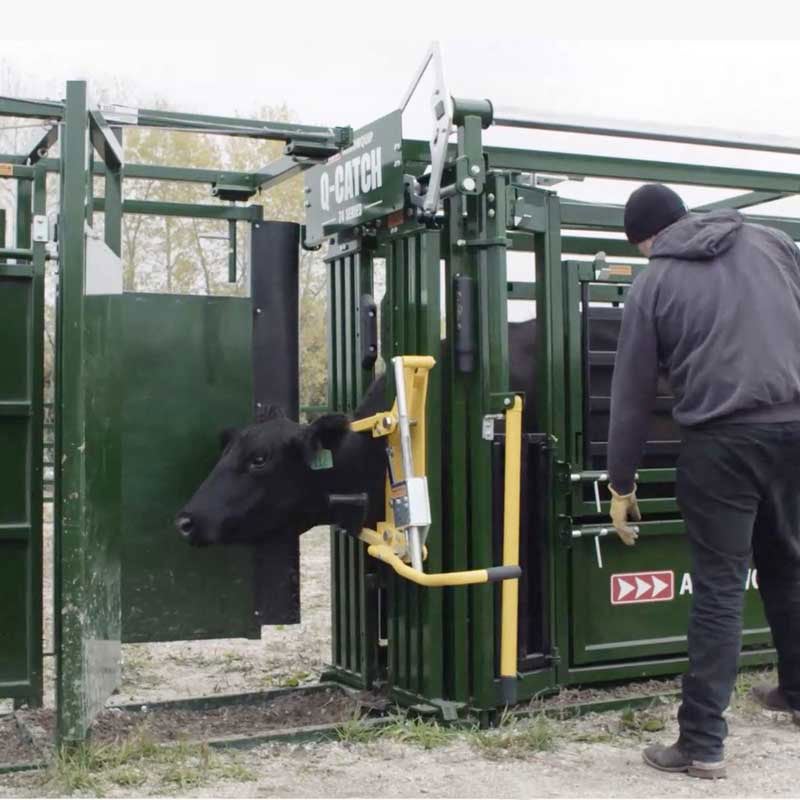 Arrowquip Cattle Handling Equipment Guides 