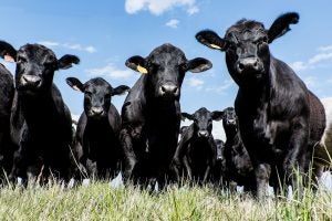 black_angus_cattle