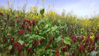 penn state cover crops