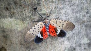 spotted_lanternfly