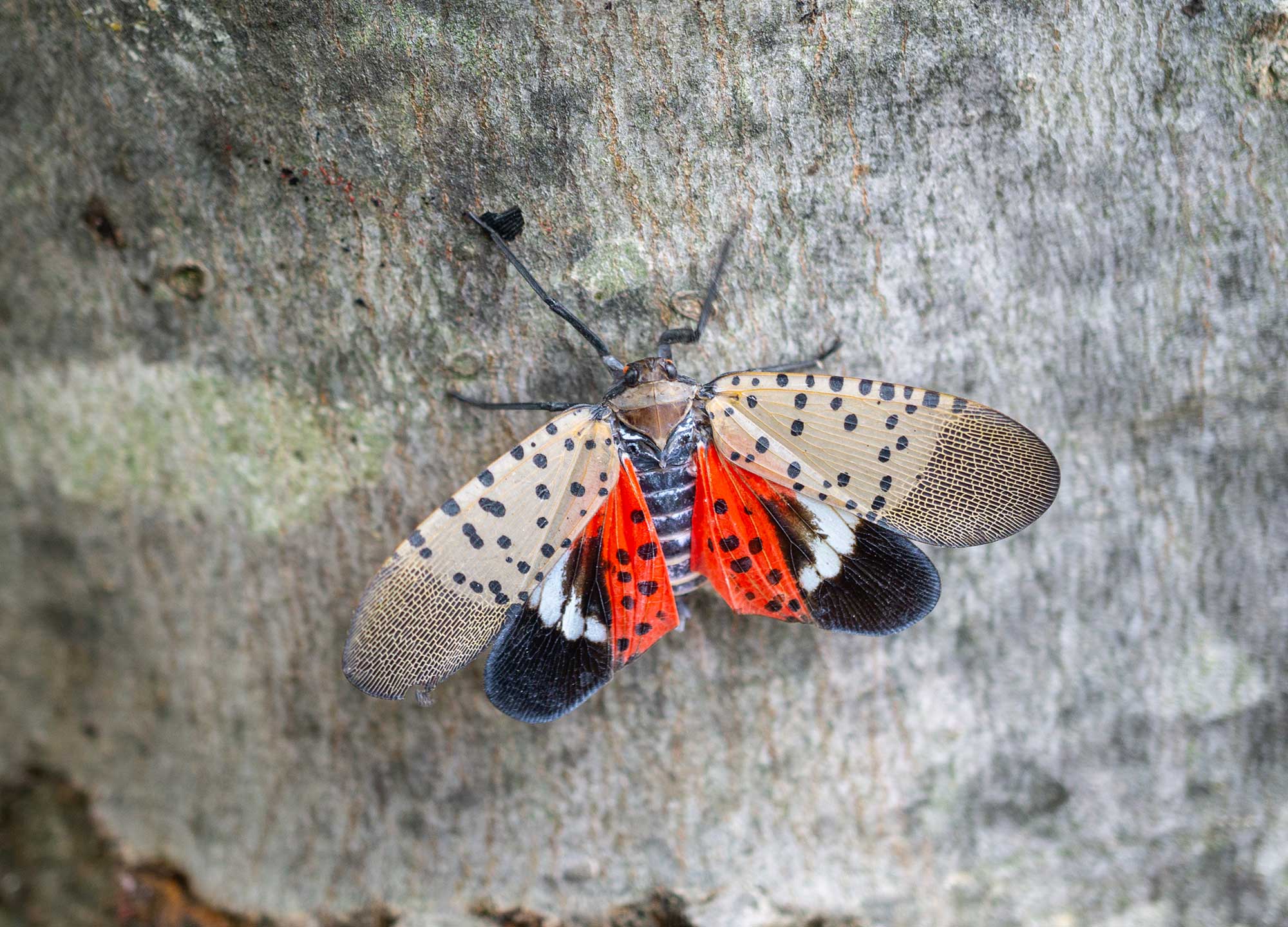 spotted_lanternfly