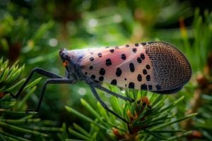 spotted lanternfly