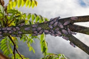 spotted lanternfly cluster