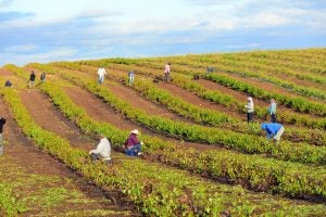 vineyard farm workers