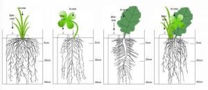 root_patterns_cover_crops