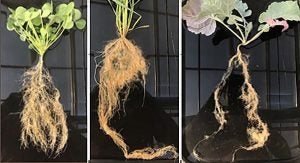 root_trait_differences_cover_crops