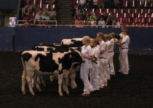 dairy_cow_judging