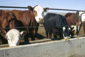 montana_feeder_cattle