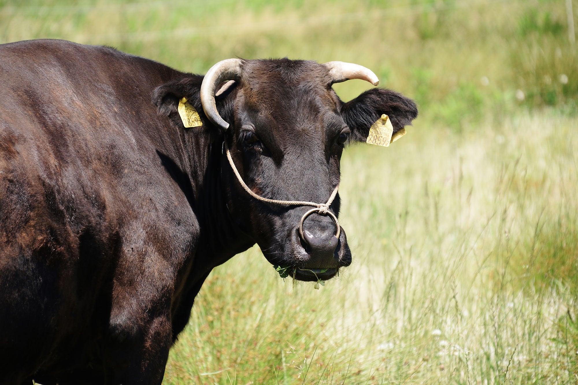 6 facts about Japanese Wagyu cattle | AGDAILY